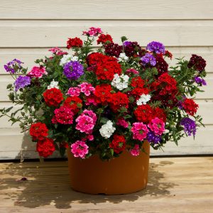 Verbena Mixed